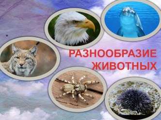 Разнообразие животных