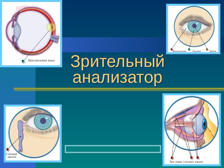 Зрительный анализатор