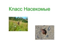 КЛАСС НАСЕКОМЫЕ