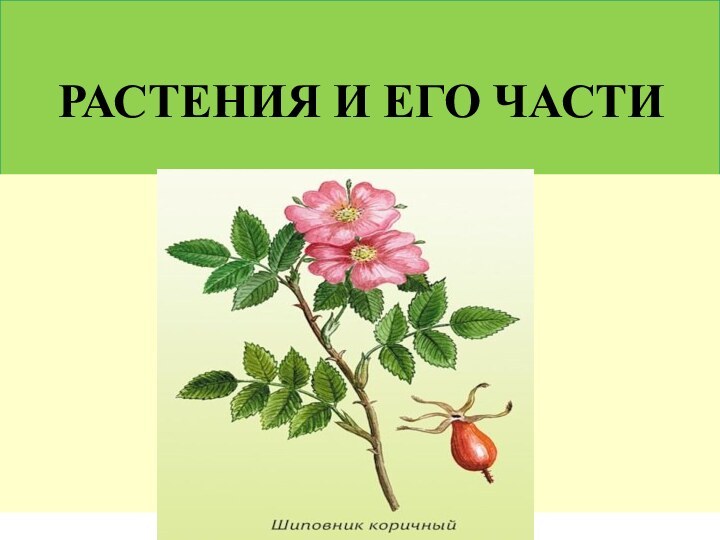 РАСТЕНИЯ И ЕГО ЧАСТИ