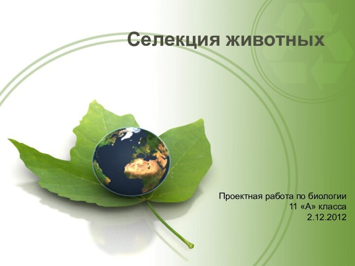 Селекция животныхПроектная работа по биологии11 «А» класса2.12.2012