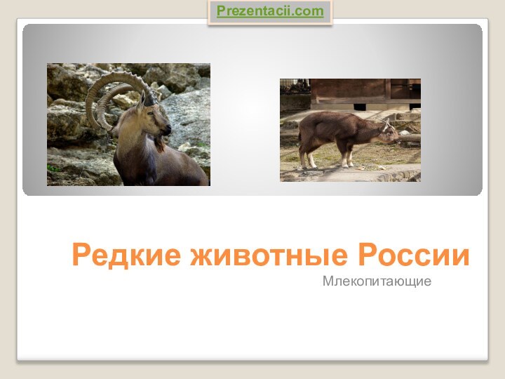 Редкие животные РоссииМлекопитающиеPrezentacii.com