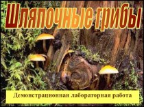 Шляпочные грибы(лаб раб)