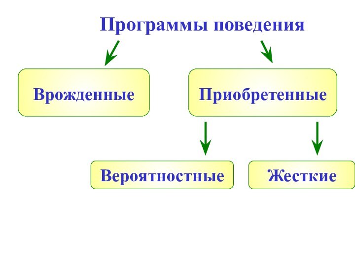 ЖесткиеВрожденные ВероятностныеПриобретенные Программы поведения