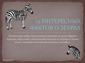 12 интересных фактов о зебрах