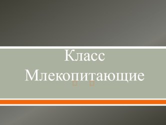 Класс Млекопитающие