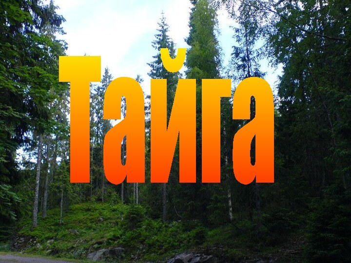 Тайга