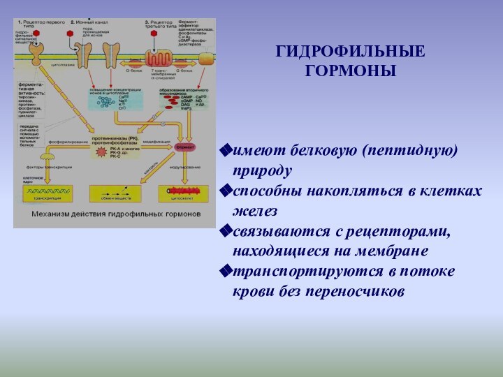 имеют белковую (пептидную) природуспособны накопляться в клетках железсвязываются с рецепторами, находящиеся на