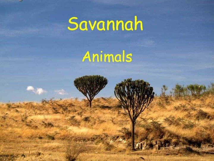 SavannahAnimals