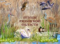 Птицы Рязанской области