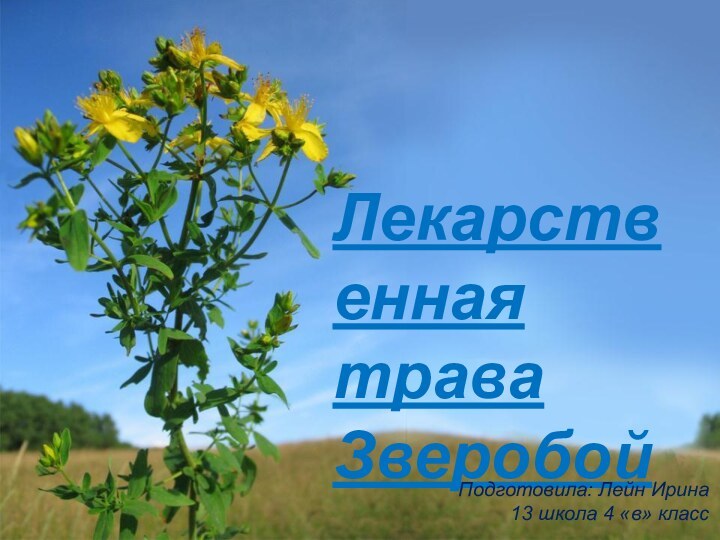 Лекарственная трава ЗверобойПодготовила: Лейн Ирина 13 школа 4 «в» класс