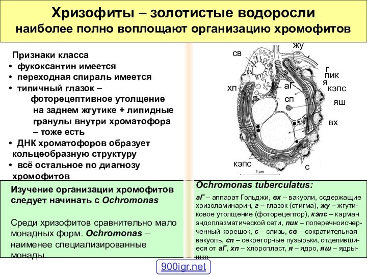 Хризофиты – золотистые водоросли  наиболее полно воплощают организацию хромофитовИзучение организации