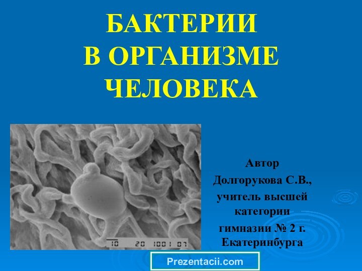 БАКТЕРИИ  В ОРГАНИЗМЕ ЧЕЛОВЕКААвторДолгорукова С.В., учитель высшей категориигимназии № 2 г.ЕкатеринбургаPrezentacii.com