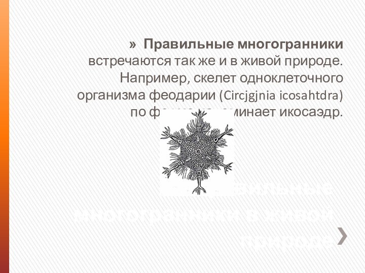 Правильные многогранники в живой природеПравильные многогранники встречаются так же и в живой