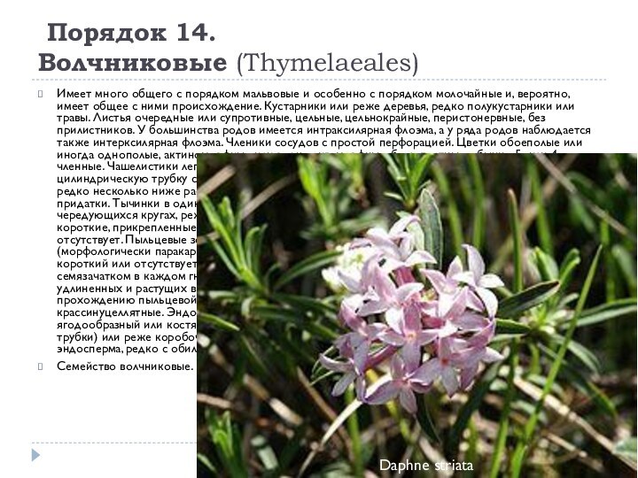  Порядок 14. Волчниковые (Thymelaeales)Имеет много общего с порядком мальвовые и особенно с порядком