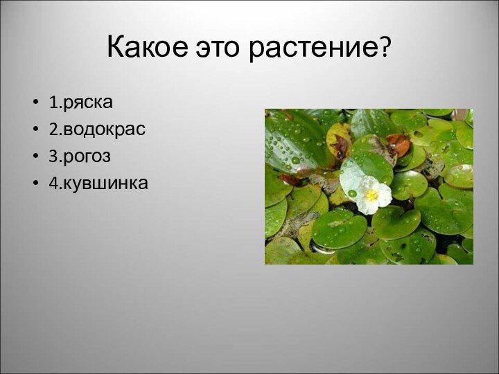 Какое это растение?1.ряска2.водокрас3.рогоз4.кувшинка