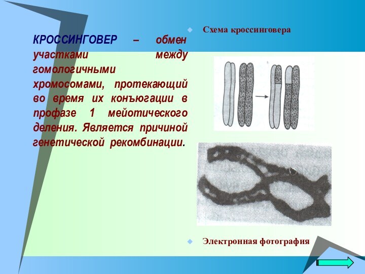 КРОССИНГОВЕР – обмен участками между гомологичными хромосомами, протекающий во время их конъюгации