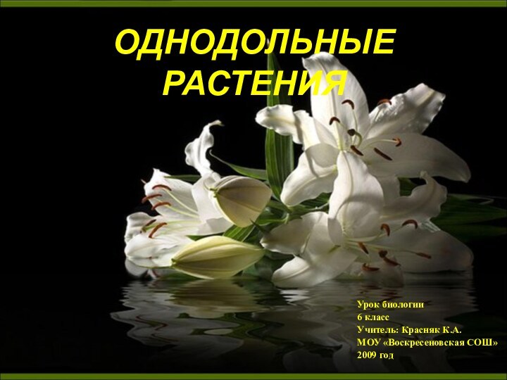 ОДНОДОЛЬНЫЕ РАСТЕНИЯ Урок биологии6 классУчитель: Красняк К.А.МОУ «Воскресеновская СОШ»2009 год