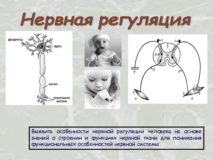 Нервная регуляцияВыявить особенности нервной регуляции человека на основе знаний о строении и