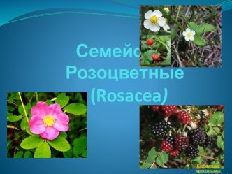 Семейство Розоцветные (Rosacea)