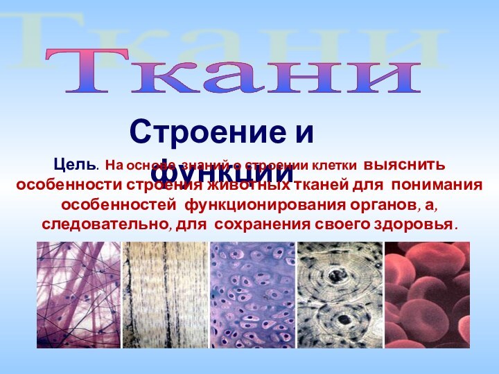 Строение и функцииТкани Цель. На основе знаний о строении клетки выяснить особенности