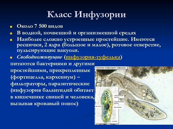 Класс ИнфузорииОколо 7 500 видовВ водной, почвенной и организменной средахНаиболее сложно устроенные