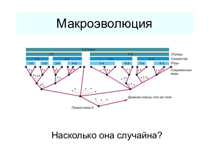 МакроэволюцияНасколько она случайна?