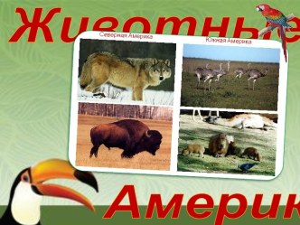 животные Америки