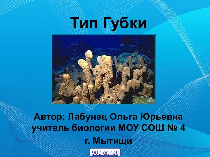 Тип ГубкиАвтор: Лабунец Ольга Юрьевна учитель биологии МОУ СОШ № 4г. Мытищи