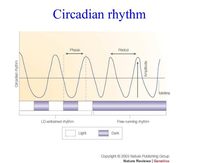 Circadian rhythm