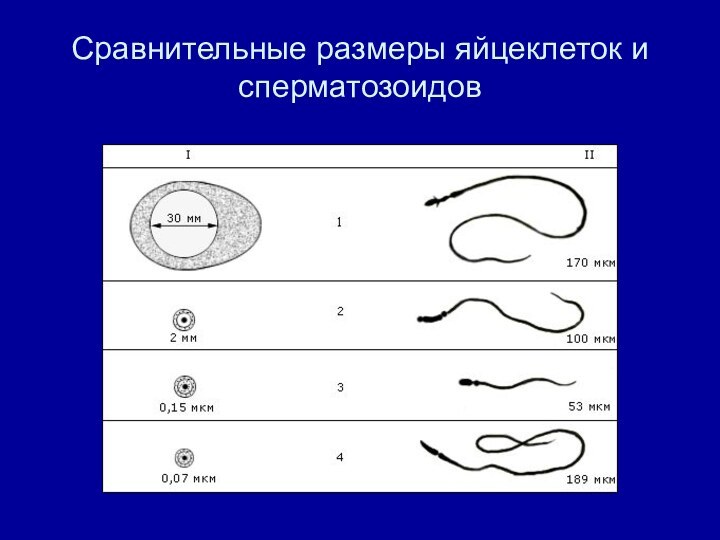 Сравнительные размеры яйцеклеток и сперматозоидов