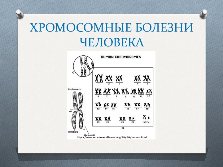 ХРОМОСОМНЫЕ БОЛЕЗНИ ЧЕЛОВЕКА