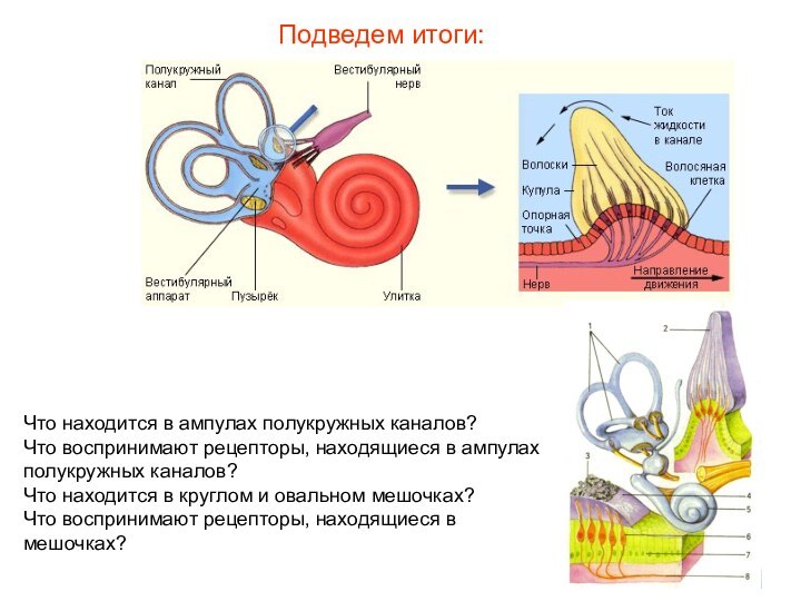 Подведем итоги:Что находится в ампулах полукружных каналов?Что воспринимают рецепторы, находящиеся в ампулах