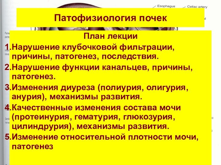 Патофизиология почекПлан лекцииНарушение клубочковой фильтрации, причины, патогенез, последствия.Нарушение функции канальцев, причины, патогенез.Изменения