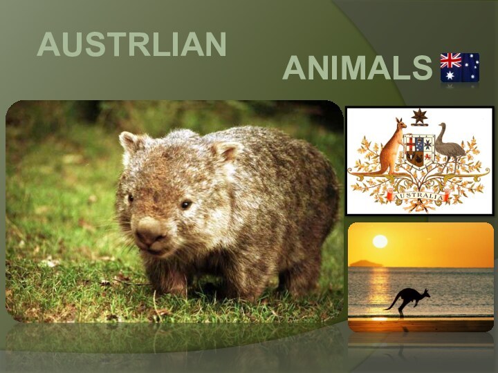 AUSTRLIAN ANIMALS