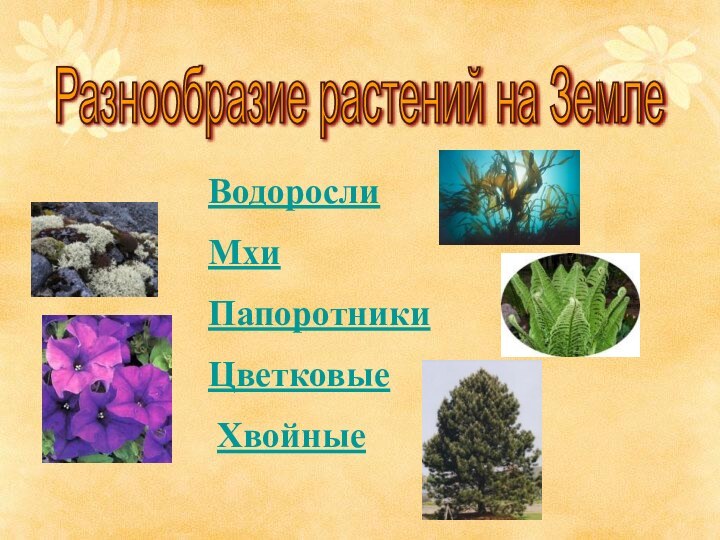 ВодорослиМхиПапоротникиЦветковые ХвойныеРазнообразие растений на Земле