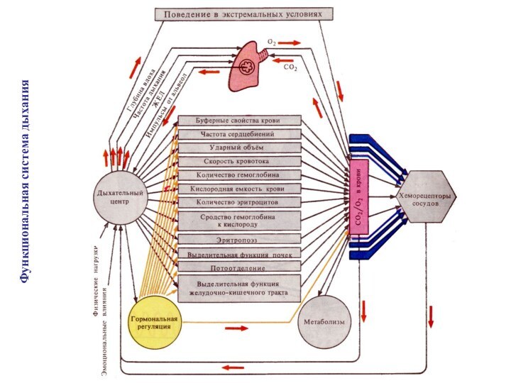 Функциональная система дыхания