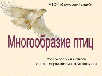 Многообразие птиц