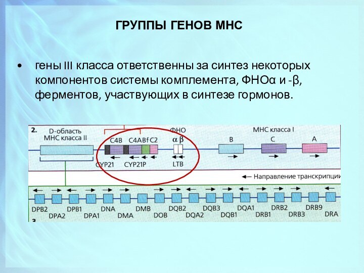 Геном груп. Структура Гена. Группы генов. Гены класса 3. Гены класса 2.