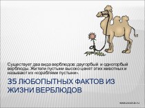35 интересных фактов из жизни верблюдов