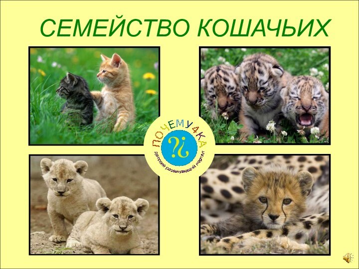 СЕМЕЙСТВО КОШАЧЬИХ