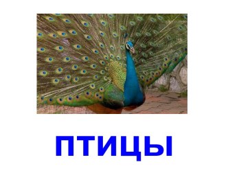 Птицы - 3