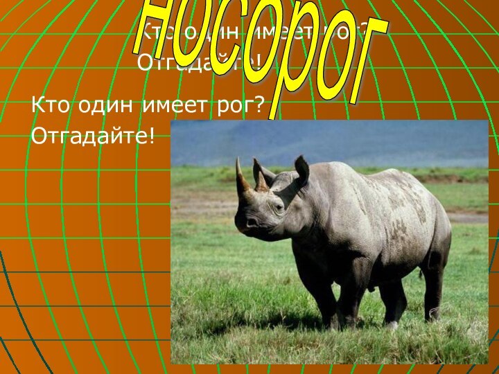 Кто один имеет рог?Отгадайте!Кто один имеет рог?Отгадайте!носорог