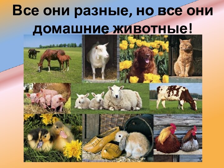 Все они разные, но все они домашние животные!