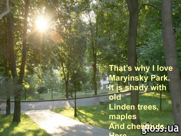 That’s why I love Maryinsky Park.It is shady with old Linden trees,