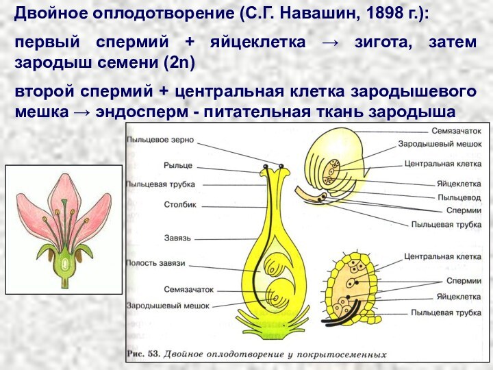 Двойное оплодотворение (С.Г. Навашин, 1898 г.):первый спермий + яйцеклетка → зигота, затем