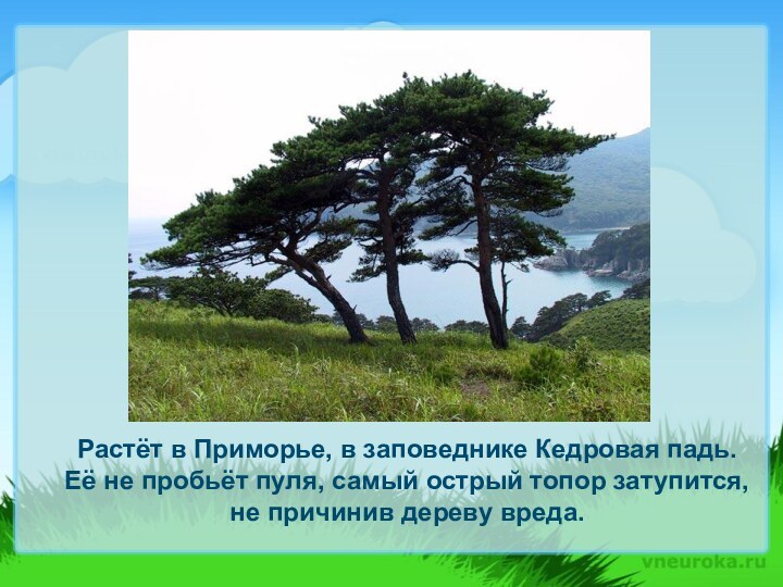 Растёт в Приморье, в заповеднике Кедровая падь. Её не пробьёт пуля, самый