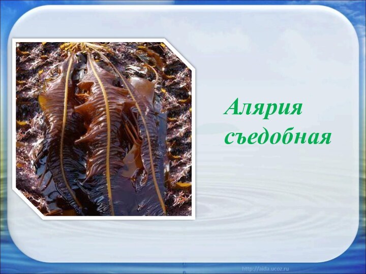 Алярия съедобная