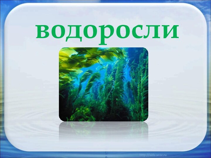 водоросли