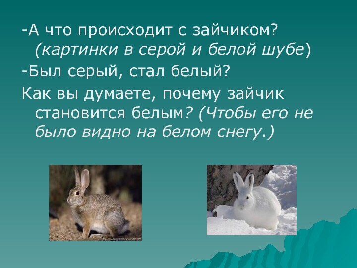 -А что происходит с зайчиком? (картинки в серой и белой шубе)-Был серый,